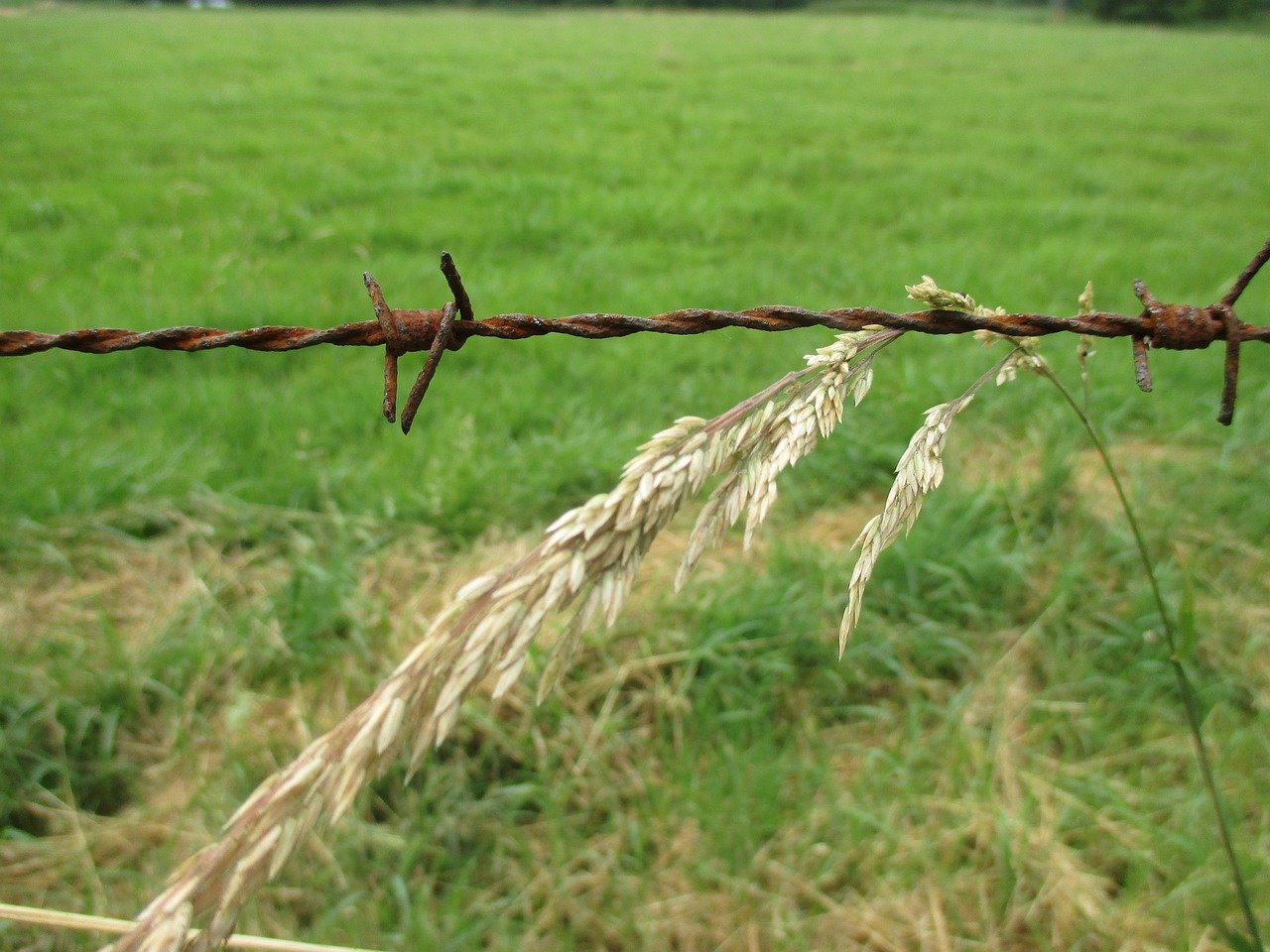 barbed wire, grass, meadow-952348.jpg